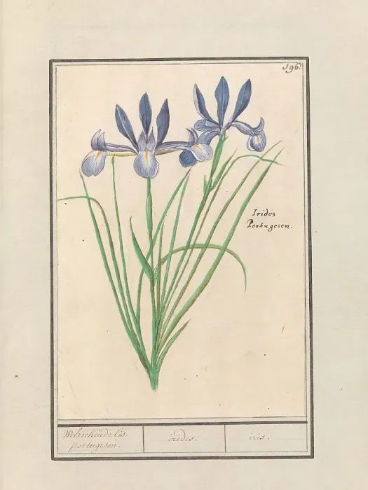 Framed Print : Blue Iris (Iris sibirica), 1596-1610. Creators: Anselmus de Boodt, Elias Verhulst Framed Print : Blue Iris (Iris sibirica), 1596-1610. Creators: Anselmus de Boodt, Elias Verhulst