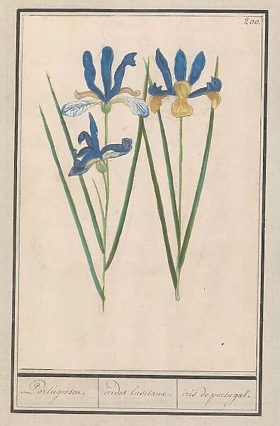 Blue Iris (Iris sibirica), 1596-1610. Creators: Anselmus de Boodt, Elias Verhulst