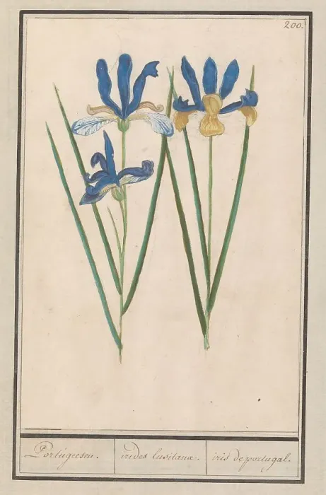 Framed Print : Blue Iris (Iris sibirica), 1596-1610. Creators: Anselmus de Boodt, Elias Verhulst Framed Print : Blue Iris (Iris sibirica), 1596-1610. Creators: Anselmus de Boodt, Elias Verhulst