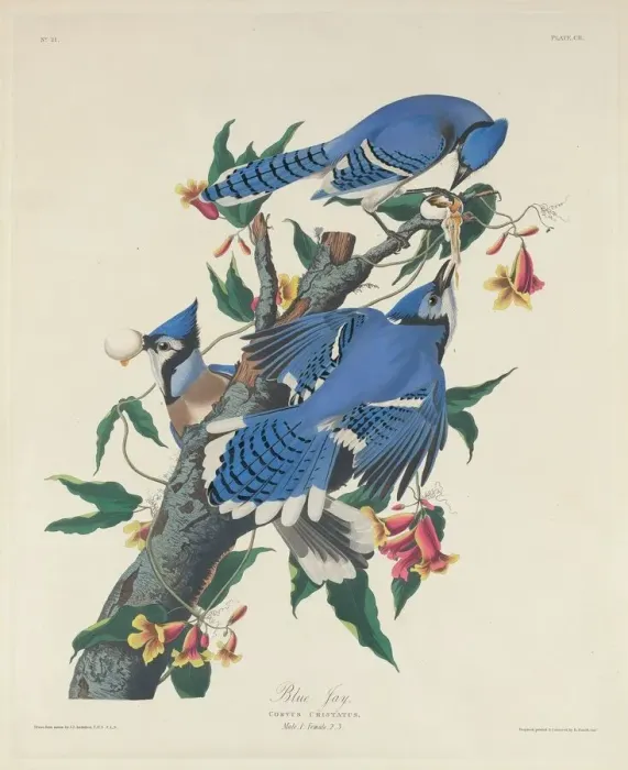 Framed Print : Blue Jay, 1831. Creator: Robert Havell Framed Print : Blue Jay, 1831. Creator: Robert Havell