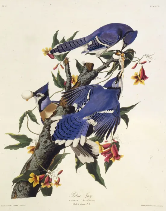 Framed Print : The blue jay. From The Birds of America, 1827-1838. Creator: Audubon Framed Print : The blue jay. From The Birds of America, 1827-1838. Creator: Audubon