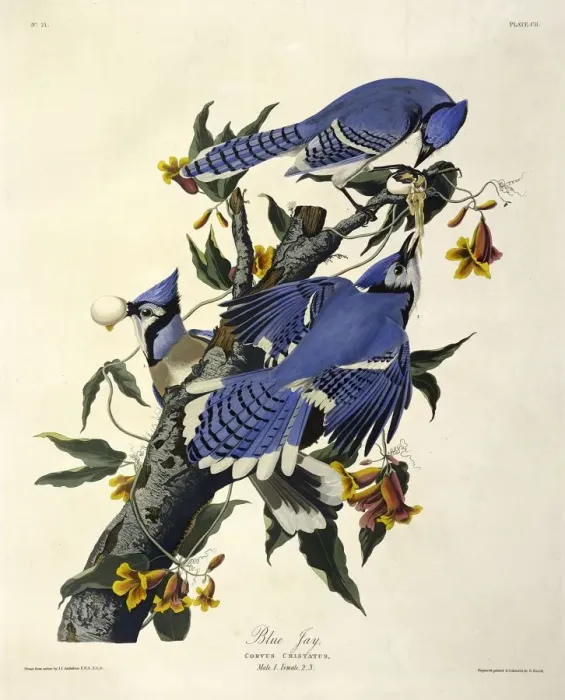 Framed Print : Blue Jay, Corvus Christatus, 1845 Framed Print : Blue Jay, Corvus Christatus, 1845