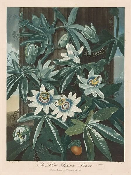 The Blue Passion-flower, 1799-1807. Creator: Robert John Thornton (British, 1768-1837)