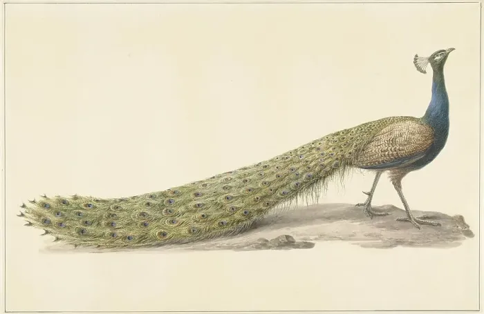Framed Print : Blue peacock (Blue pauw), 1759-1842. Creator: Pieter Bartholomeusz. Barbiers Framed Print : Blue peacock (Blue pauw), 1759-1842. Creator: Pieter Bartholomeusz. Barbiers