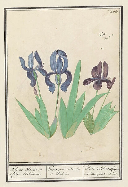 Blue and purple irises (Iris germanica), 1596-1610. Creators: Anselmus de Boodt, Elias Verhulst