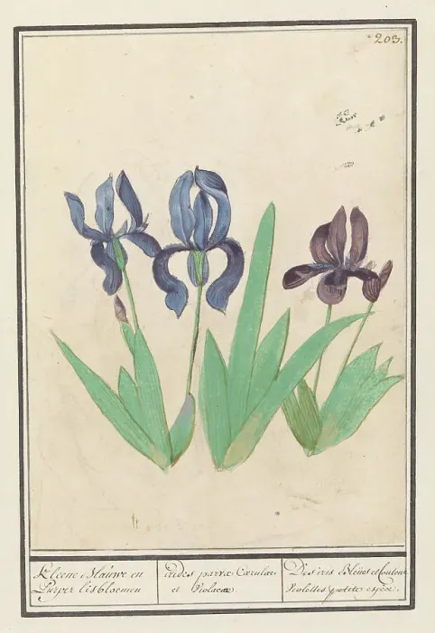 Framed Print : Blue and purple irises (Iris germanica), 1596-1610. Creators: Anselmus de Boodt, Elias Verhulst Framed Print : Blue and purple irises (Iris germanica), 1596-1610. Creators: Anselmus de Boodt, Elias Verhulst
