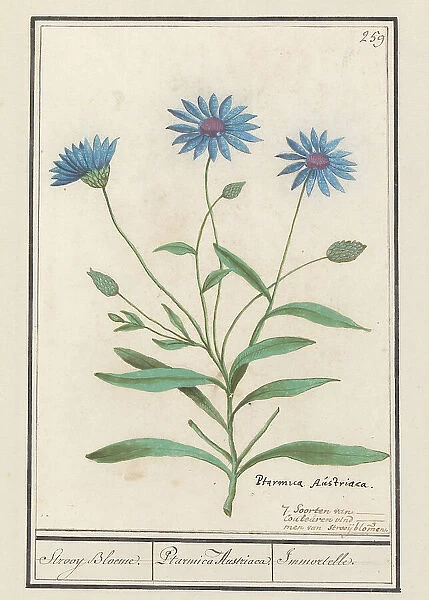 Blue Strawflower (Catananche caerulea), 1596-1610. Creators: Anselmus de Boodt, Elias Verhulst