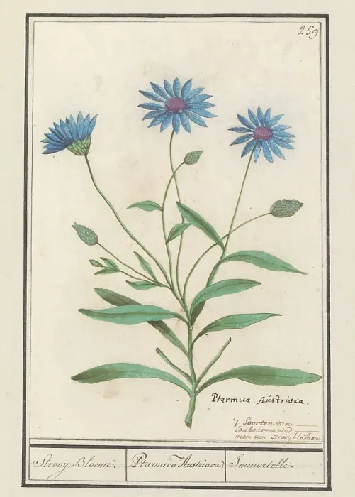 Framed Print : Blue Strawflower (Catananche caerulea), 1596-1610. Creators: Anselmus de Boodt, Elias Verhulst Framed Print : Blue Strawflower (Catananche caerulea), 1596-1610. Creators: Anselmus de Boodt, Elias Verhulst