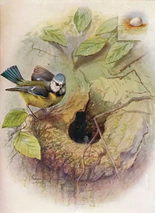 Framed Print : Blue Tit - Pa rus caeru leus, c1910, (1910). Artist: George James Rankin Framed Print : Blue Tit - Pa rus caeru leus, c1910, (1910). Artist: George James Rankin