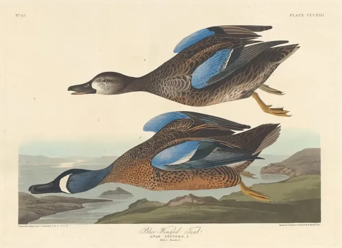 Framed Print : Blue-winged Teal, 1836. Creator: Robert Havell Framed Print : Blue-winged Teal, 1836. Creator: Robert Havell