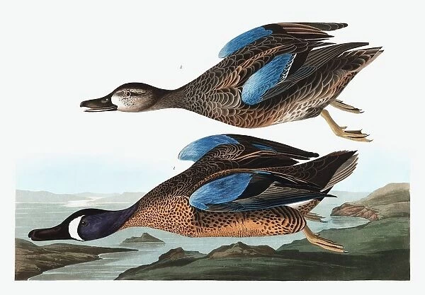 Blue Winged Teal, Anas Discors, 1845