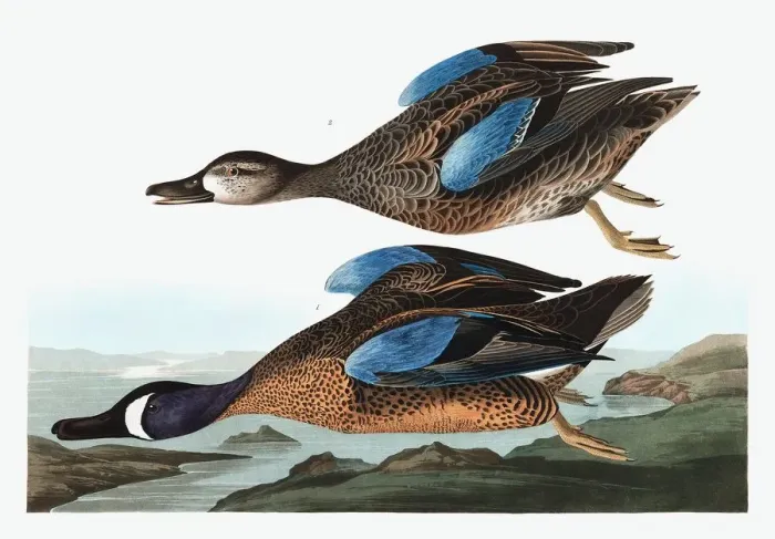 Framed Print : Blue Winged Teal, Anas Discors, 1845 Framed Print : Blue Winged Teal, Anas Discors, 1845