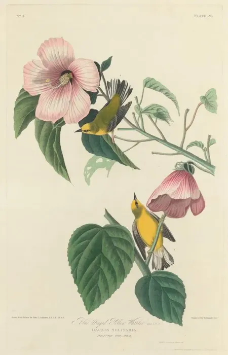 Framed Print : Blue-winged Yellow Warbler, 1827. Creator: Robert Havell Framed Print : Blue-winged Yellow Warbler, 1827. Creator: Robert Havell