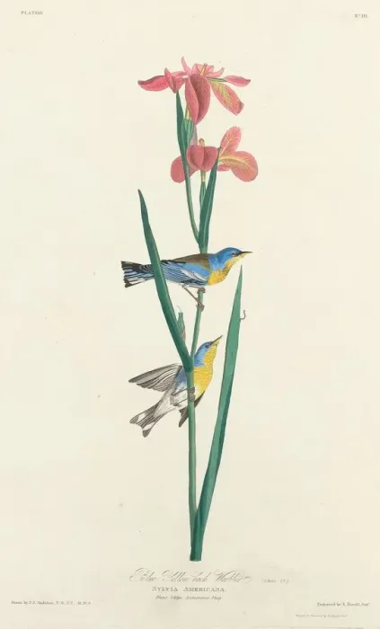 Framed Print : Blue Yellow-backed Warbler, 1827. Creator: Robert Havell Framed Print : Blue Yellow-backed Warbler, 1827. Creator: Robert Havell