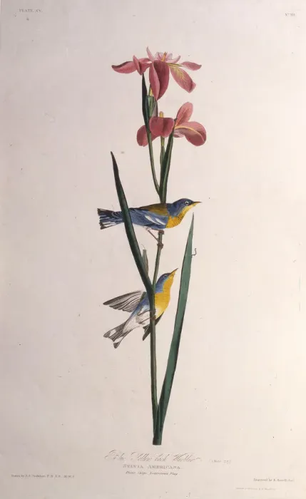 Framed Print : Blue Yellow-backed Warbler. From The Birds of America, 1827-1838. Creator: Audubon Framed Print : Blue Yellow-backed Warbler. From The Birds of America, 1827-1838. Creator: Audubon