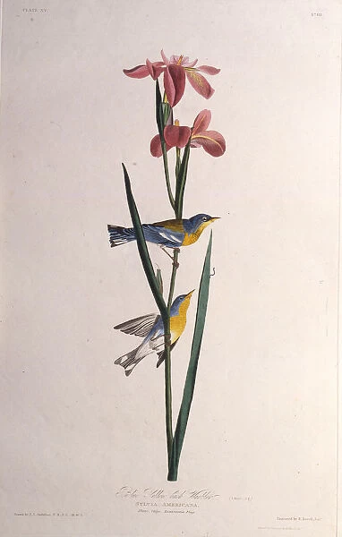 Blue Yellow-backed Warbler. From The Birds of America, 1827-1838. Creator: Audubon