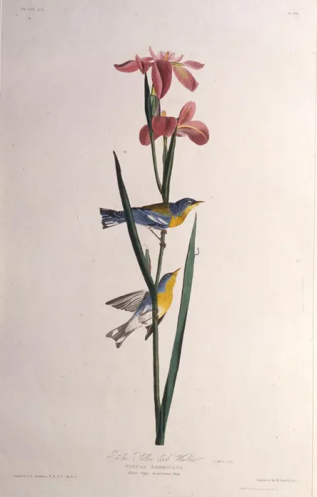 Framed Print : Blue Yellow-backed Warbler. From The Birds of America, 1827-1838. Creator: Audubon Framed Print : Blue Yellow-backed Warbler. From The Birds of America, 1827-1838. Creator: Audubon