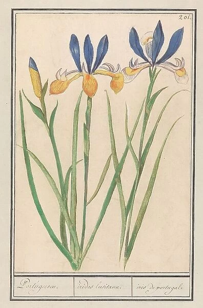 Blue-yellow Iris (Iris sibirica), 1596-1610. Creators: Anselmus de Boodt, Elias Verhulst