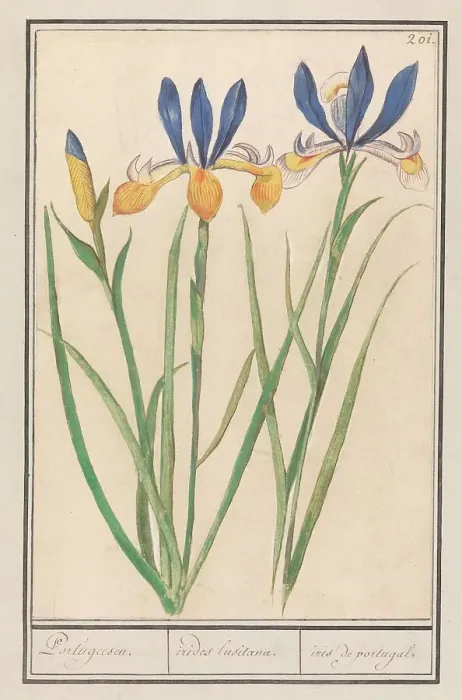 Framed Print : Blue-yellow Iris (Iris sibirica), 1596-1610. Creators: Anselmus de Boodt, Elias Verhulst