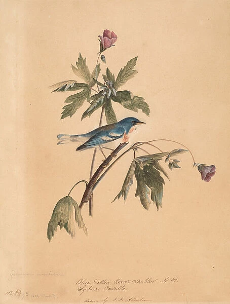Blue Yellow Back Warbler, 1812. Creator: John James Audubon