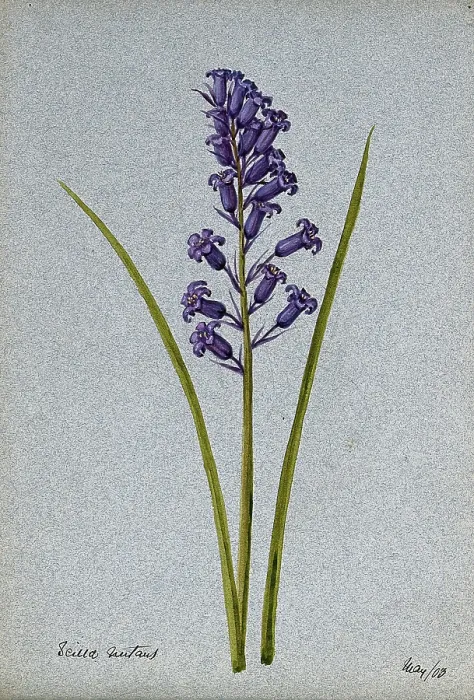 Framed Print : Bluebell (Hyacinthoides non-scripta): flowering stem, 1903. Creator: Unknown Framed Print : Bluebell (Hyacinthoides non-scripta): flowering stem, 1903. Creator: Unknown