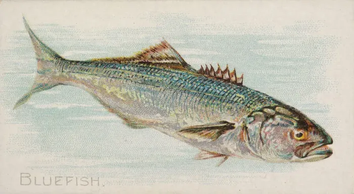 Framed Print : Bluefish, from the Fish from American Waters series (N8) for Allen & Framed Print : Bluefish, from the Fish from American Waters series (N8) for Allen &