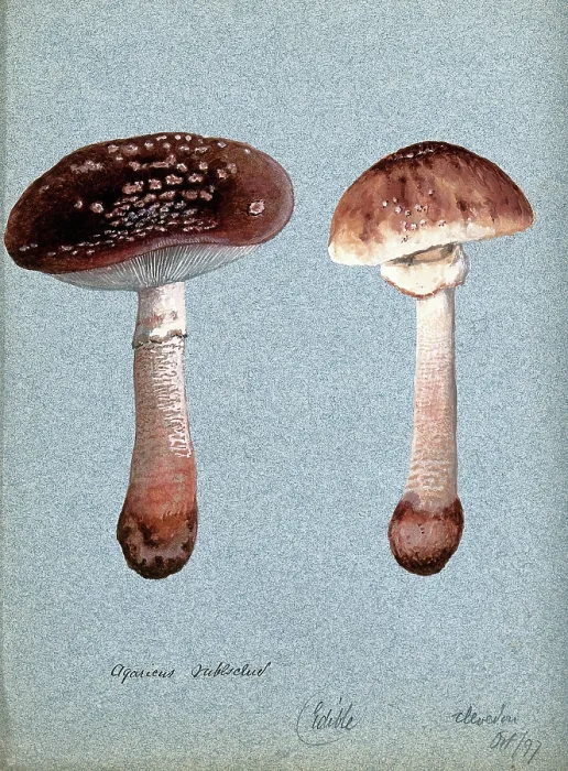 Framed Print : The blusher fungus (Amanita rubescens): two fruiting bodies, 1897. Creator: Unknown Framed Print : The blusher fungus (Amanita rubescens): two fruiting bodies, 1897. Creator: Unknown