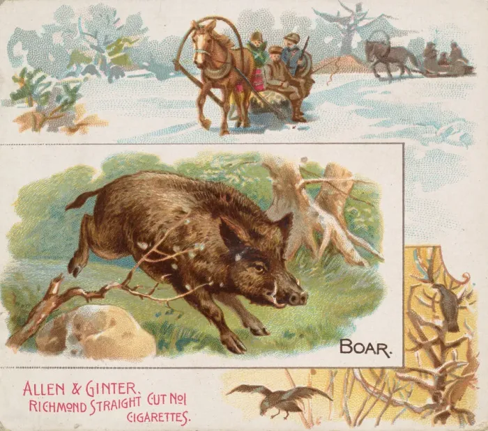 Framed Print : Boar, from Quadrupeds series (N41) for Allen & Ginter Cigarettes, 1890 Framed Print : Boar, from Quadrupeds series (N41) for Allen & Ginter Cigarettes, 1890