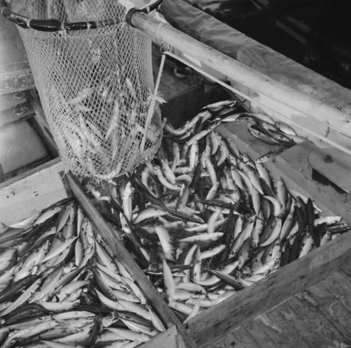 Framed Print : On board the fishing boat Alden, out of Gloucester, Massachusetts, 1943. Creator: Gordon Parks Framed Print : On board the fishing boat Alden, out of Gloucester, Massachusetts, 1943. Creator: Gordon Parks