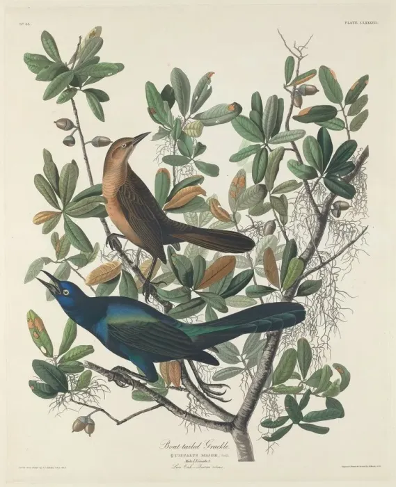 Framed Print : Boat-tailed Grackle, 1834. Creator: Robert Havell Framed Print : Boat-tailed Grackle, 1834. Creator: Robert Havell
