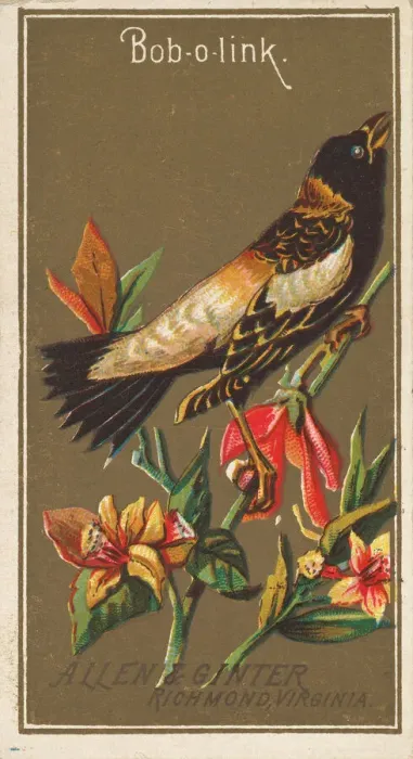Framed Print : Bob-o-link, from the Birds of America series (N4) for Allen & Framed Print : Bob-o-link, from the Birds of America series (N4) for Allen &
