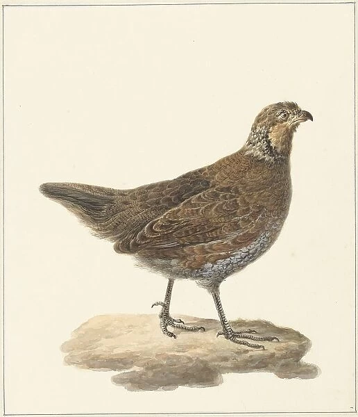 Bobwhite (Colinus Virginianus), 1759-1842. Creator: Pieter Bartholomeusz. Barbiers