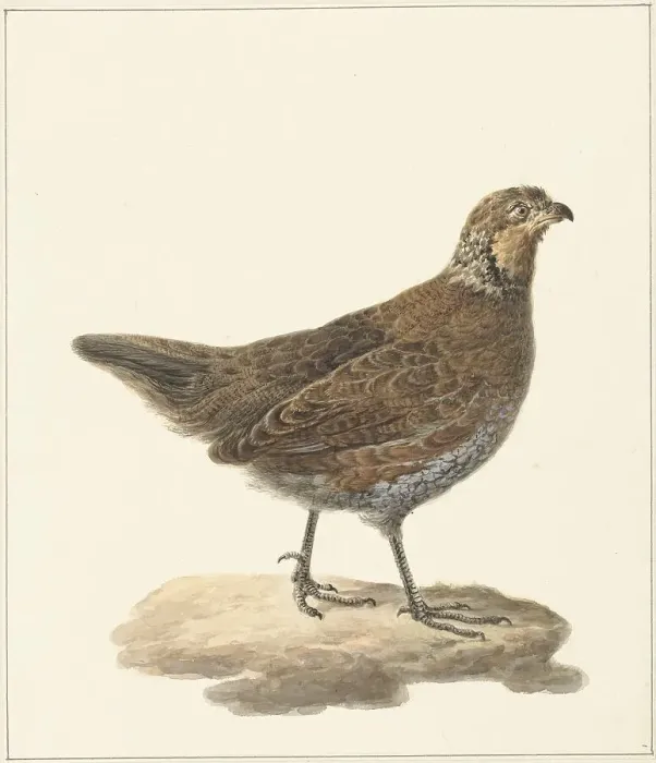Framed Print : Bobwhite (Colinus Virginianus), 1759-1842. Creator: Pieter Bartholomeusz. Barbiers Framed Print : Bobwhite (Colinus Virginianus), 1759-1842. Creator: Pieter Bartholomeusz. Barbiers