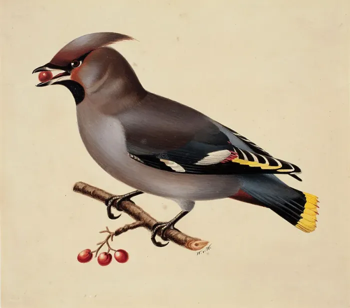 Framed Print : Bohemian Waxwing, 1829. Creator: Wilhelm von Wright Framed Print : Bohemian Waxwing, 1829. Creator: Wilhelm von Wright