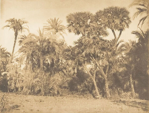 Bois de Dattiers et de Doums, a Hamarneh, 1849-50. Creator: Maxime du Camp