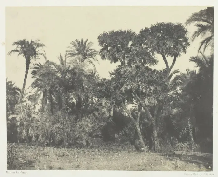 Framed Print : Bois de Dattiers et de Palmiers Doums, Haute-Egypte, 1849 / 51, printed 1852 Framed Print : Bois de Dattiers et de Palmiers Doums, Haute-Egypte, 1849 / 51, printed 1852