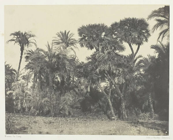 Bois de Dattiers et de Palmiers Doums, Haute-Egypte, 1849  /  51, printed 1852