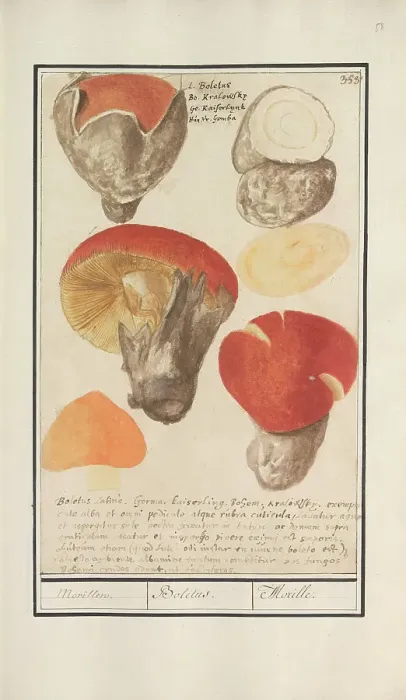 Framed Print : Boletes (Boletales), 1596-1610. Creators: Anselmus de Boodt, Elias Verhulst Framed Print : Boletes (Boletales), 1596-1610. Creators: Anselmus de Boodt, Elias Verhulst
