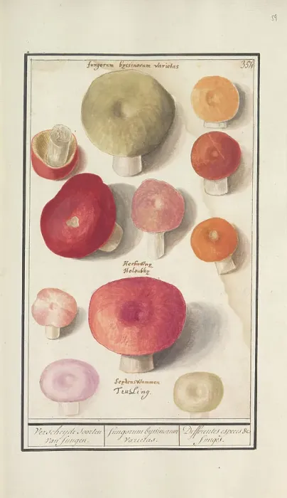 Framed Print : Boletes (Boletales), 1596-1610. Creators: Anselmus de Boodt, Elias Verhulst Framed Print : Boletes (Boletales), 1596-1610. Creators: Anselmus de Boodt, Elias Verhulst