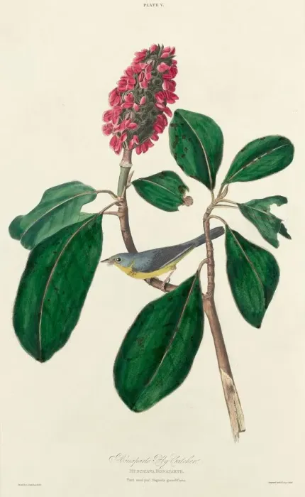 Framed Print : Bonaparte Fly Catcher, 1827. Creator: William Home Lizars Framed Print : Bonaparte Fly Catcher, 1827. Creator: William Home Lizars