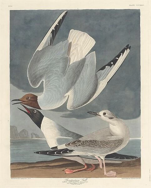 Bonapartian Gull, 1836. Creator: Robert Havell