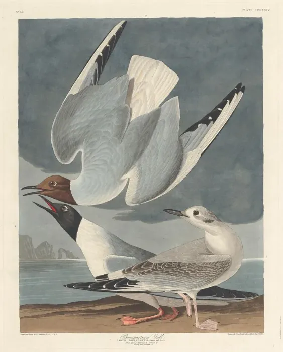 Framed Print : Bonapartian Gull, 1836. Creator: Robert Havell Framed Print : Bonapartian Gull, 1836. Creator: Robert Havell