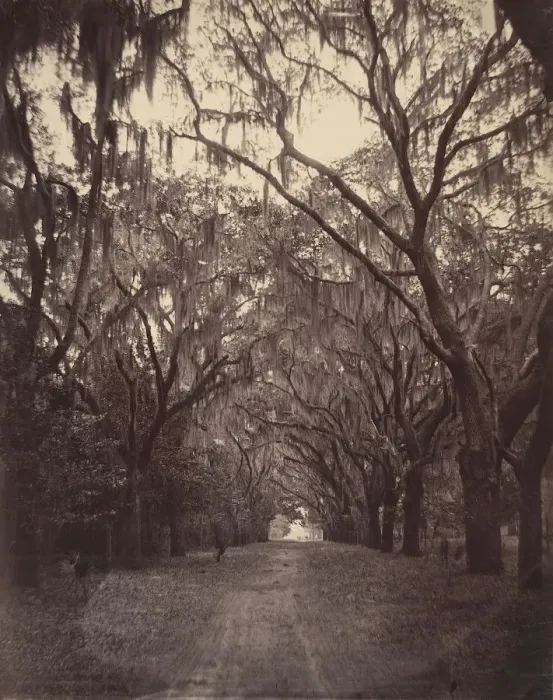 Framed Print : Bonaventure Cemetery, Four Miles from Savannah, 1866. Creator: George N. Barnard Framed Print : Bonaventure Cemetery, Four Miles from Savannah, 1866. Creator: George N. Barnard