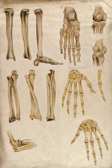 Framed Print : Bones of the arm, leg, hand, foot and knee: thirteen figures, 1880. Creator: Adele Mongredien Framed Print : Bones of the arm, leg, hand, foot and knee: thirteen figures, 1880. Creator: Adele Mongredien