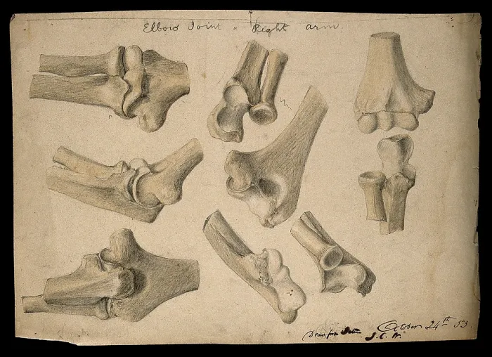 Framed Print : Bones of the elbow joint: eight figures, 1853 / 10 / 24. Creator: J.C. Whishaw Framed Print : Bones of the elbow joint: eight figures, 1853 / 10 / 24. Creator: J.C. Whishaw