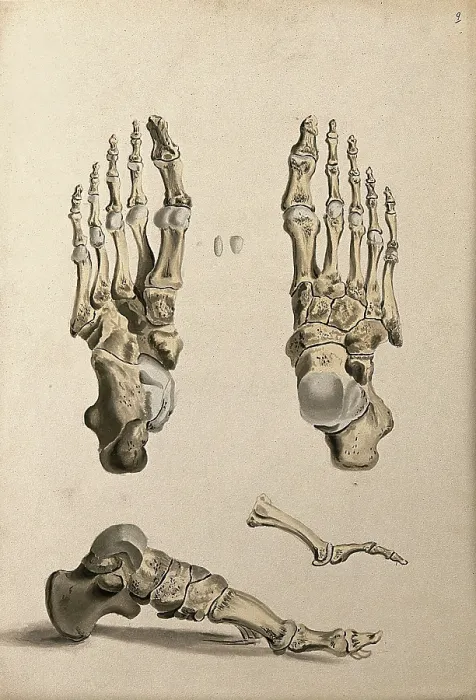 Framed Print : Bones of the foot, 1830-1835. Creator: Unknown Framed Print : Bones of the foot, 1830-1835. Creator: Unknown