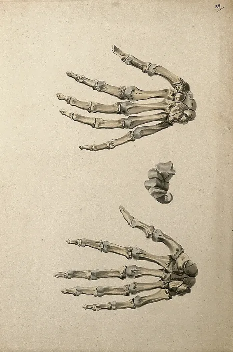 Framed Print : Bones of the hand: three figures, 1830-1835. Creator: Unknown Framed Print : Bones of the hand: three figures, 1830-1835. Creator: Unknown