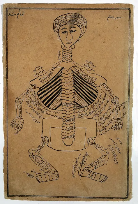 Framed Print : Bones of the human body, (between 1800 and 1899?). Creator: Unknown Framed Print : Bones of the human body, (between 1800 and 1899?). Creator: Unknown