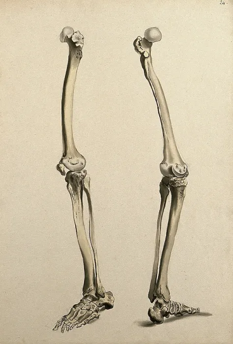 Framed Print : Bones of the leg and foot, 1830-1835. Creator: Unknown Framed Print : Bones of the leg and foot, 1830-1835. Creator: Unknown