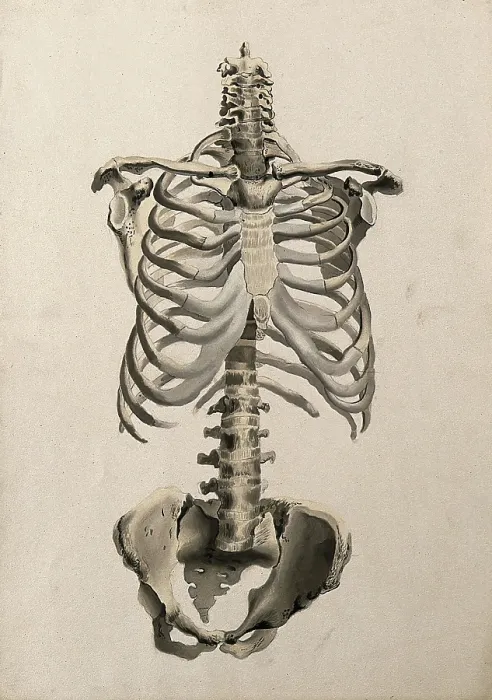 Framed Print : Bones of the torso: front view, 1830-1835. Creator: Unknown Framed Print : Bones of the torso: front view, 1830-1835. Creator: Unknown